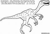 Velociraptor Coloring Pages Print Coloringway sketch template