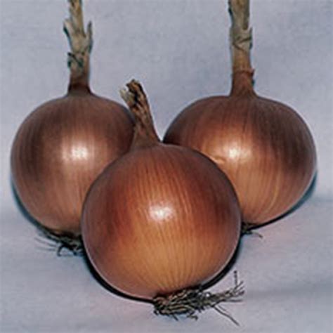 texas  supersweet onion onion plants rh shumways company