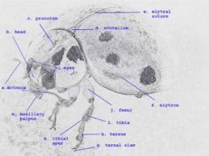 ladybug anatomy parts named featured ladybug planet