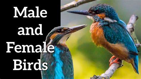 identify male  female birds youtube