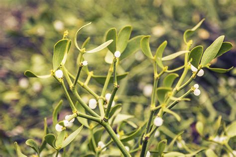 What Are The Health Benefits Of Mistletoe Extract Healthfully