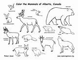Tundra Animals Coloring Pages Color Canadian Getcolorings Printable Print sketch template