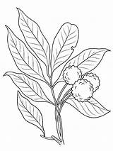 Coloring Lychee Pages Fruits Recommended sketch template