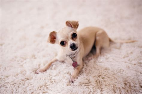 cute small dog breeds      dogvills