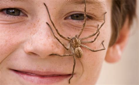 The Truth Behind Scare Stories Of Spiders And Chewing Gum