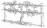 Vine Grape Coloring Vines Trellis Branches John Grapes Growing Am Drawing Pages Wine Vineyard Tree True Garden Wire Plant Jesus sketch template