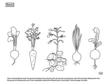 plant parts roots flower drawing parts   plant roots drawing