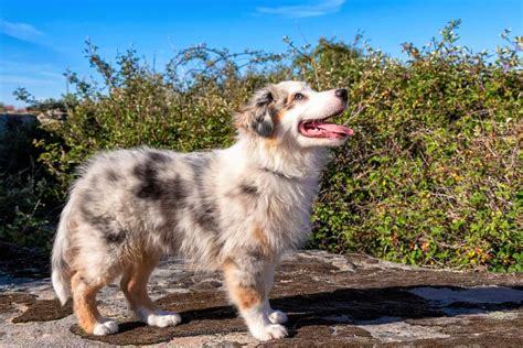 blue merle australian shepherd