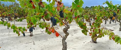 Visit Of A Vineyard And Tasting Of Typical Products Of Sardinia