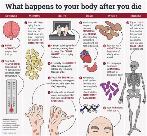 what happens to your body when you die [science] social news daily