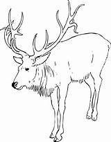 Stag Coloring Designlooter Colouring 1969px Reindeer Xmas Christmas Book sketch template