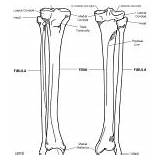 Tibia Fibula Bony Features Coloring Body Calf Human Category sketch template