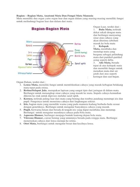 Bagian Bagian Mata Anatomi Mata Dan Fungsi Mata Manusia Pdf