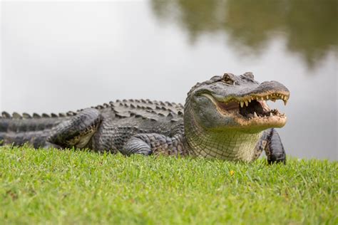 photo alligator  prey protected   jooinn