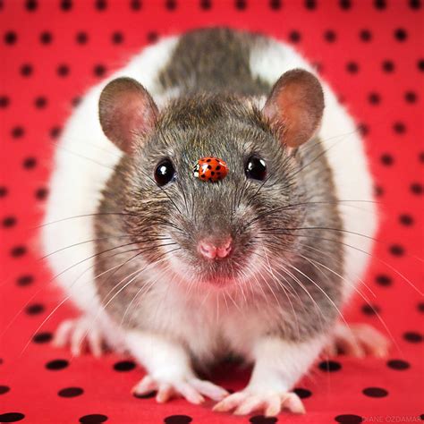 takes  cutest   rats  break  negative image
