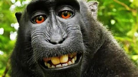 indonesias selfie snapping monkey named person   year  peta