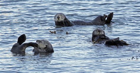 reward to find killer of sea otters off central coast doubles to