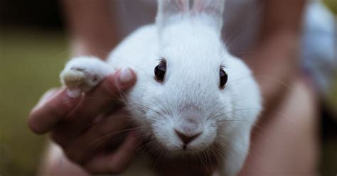 Redditor Reported For Not Forgiving Roommate Who Killed Rabbit Aita