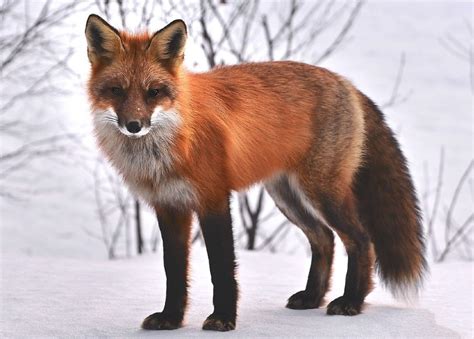 fox colors mutations morphs  pictures pet keen