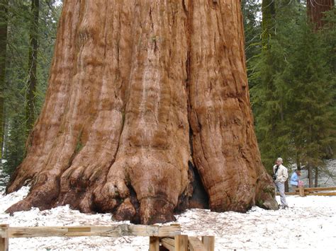 big picture sequoias trees