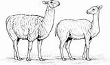 Alpaca Coloring Alpacas Two Clipart Pages Printable Color Drawings Gif Version Click Designlooter Webstockreview Supercoloring Categories sketch template