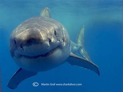 shark diver shark diving swimming  sharks whats     face  face