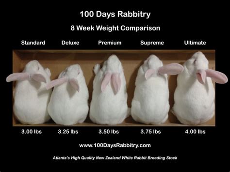 october 2012 100 days rabbitry