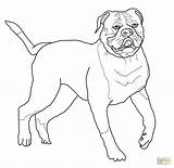 Bulldog Coloring American Pages Drawing Printable Mastiff English French Bulldogs Para Kleurplaat Puppy Dog Americano Colorir Desenhos Color Old Desenho sketch template