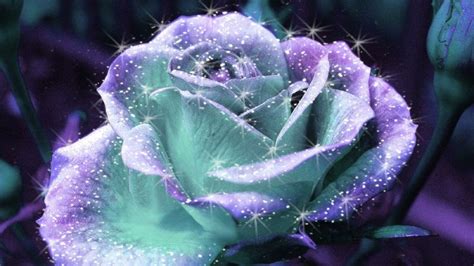 Beautiful Purple Shiny Rose Wallpaper Suyoon