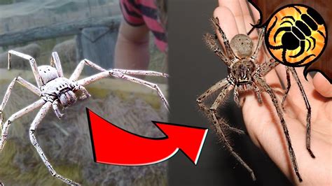 Meet The Viral Giant Spider Huge Australian Huntsman Youtube