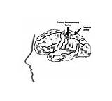 Brodmann Somatosensory Cortex Parietal sketch template