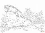 Iguana Realista Supercoloring sketch template