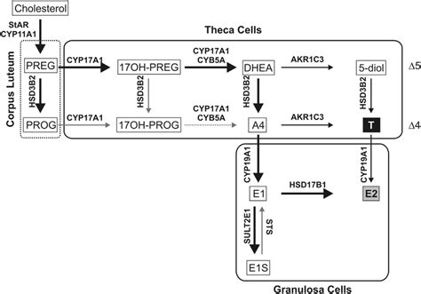 schematic overview of sex steroid biosynthesis in the