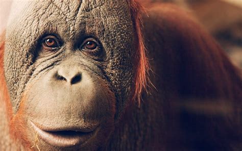 animals apes orangutans wallpapers hd desktop  mobile backgrounds