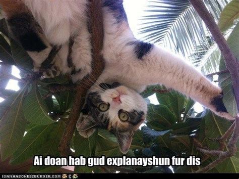 akshually  cats funny cat memes christmas cats