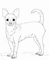 Chihuahua Coloring Pages Dog Printable Pug Pomeranian Beverly Hills Dogs Drawing Print Puppy Kids Sketch Animals sketch template