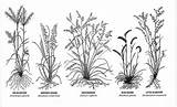 Tattoo Grass Prairie Bluestem Wildflower Tattoos Little Drawing Drawings Illustration Plants Grasses Switchgrass Research Designs Native Seed Species Landscape Indiana sketch template