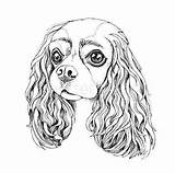 Cavalier Spaniel Coloriage Hund Tegning Nem Tegninger Charle Dyr Animaux sketch template