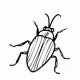 Cockroach Coloring Surfnetkids sketch template
