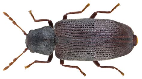 hemicoelus fulvicornis