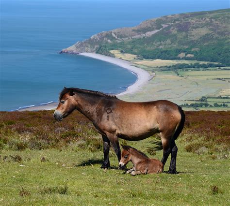 exmoor national parks exmoor coast national parks uk