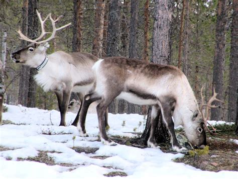 arctic reindeer   multi purpose animal  wild animals