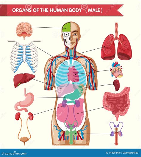 diagramm das organe des menschlichen koerpers zeigt vektor abbildung illustration von anatomie
