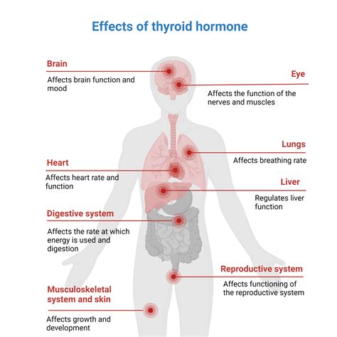 thyroid hormone imbalances met therapy chiropractic scientists