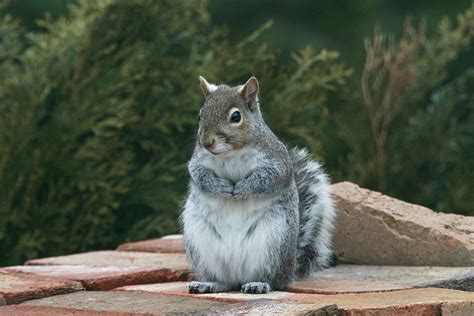 cute little gray squirrel by michael allen