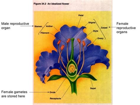 Sexual Reproduction In Plants Powerpoint