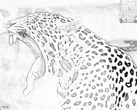 pin  zoo animal coloring pages