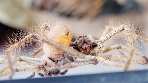Mating Habits Of Australia S Golden Huntsman Spider Captured In Rare