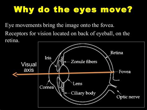 eye movements anatomy physiology clinical applications