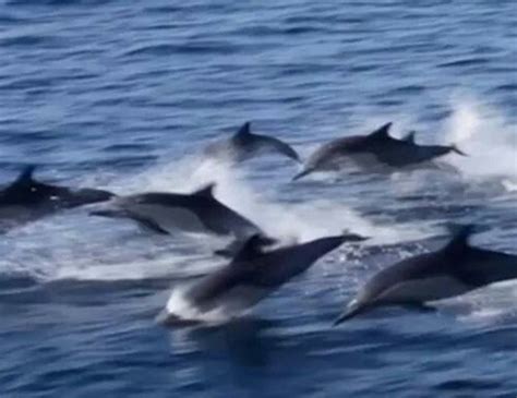 awesome animal planet animals dolphins